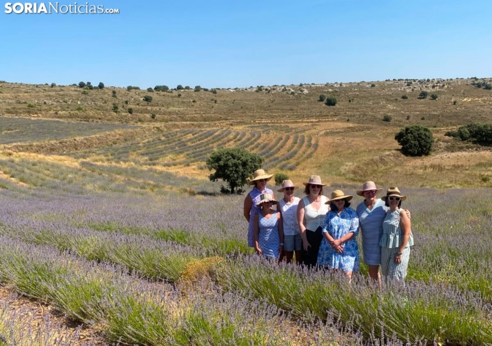 El calor inusual adelanta la floración de la lavanda en San Felices