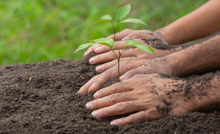 Castilla y León abre el plazo para ayudas a la reforestación
