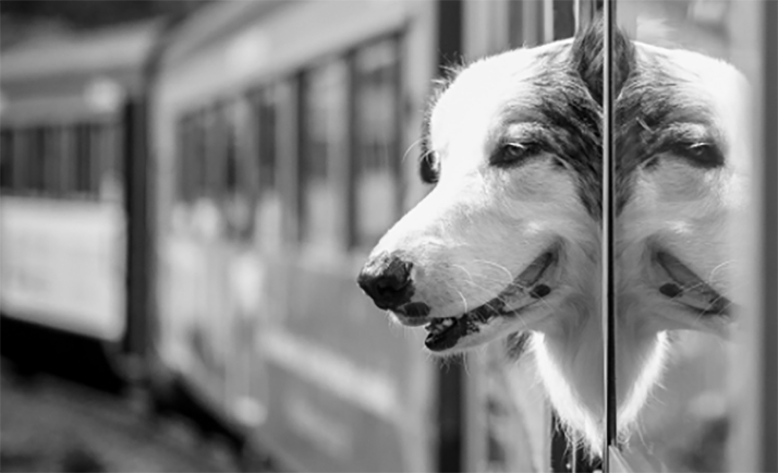 Renfe permitirá viajar con perros de hasta 40 kilos en todos sus trenes