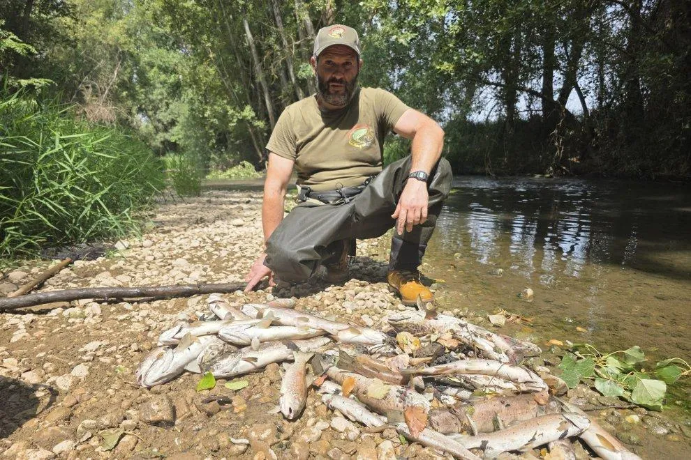 Grave desastre ecológico en el río Ucero: Cientos de peces muertos por un presunto vertido