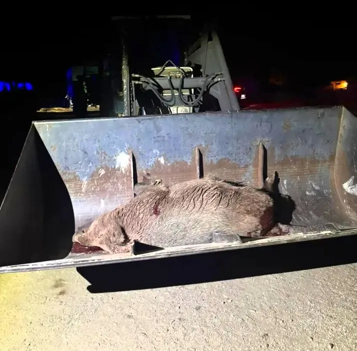 Detenidos por caza furtiva en Carabantes al llevar un jabalí en un tractor