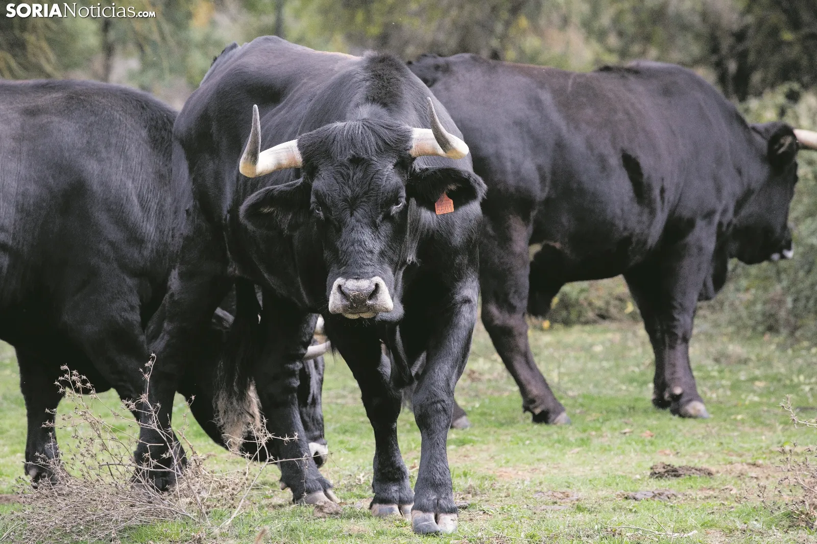 Castilla y León blinda la pureza de sus razas ganaderas con 2 M&euro;