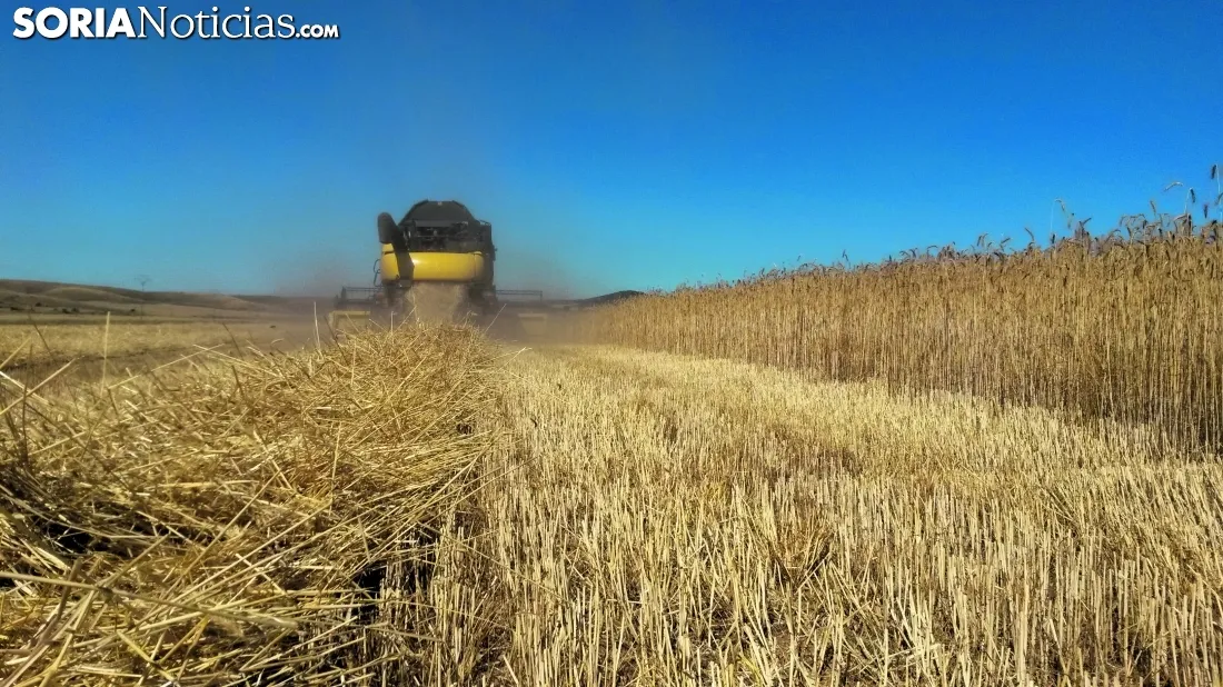 Las restricciones por incendios retrasan el final de la cosecha de cereal en Soria, que cae un 43%