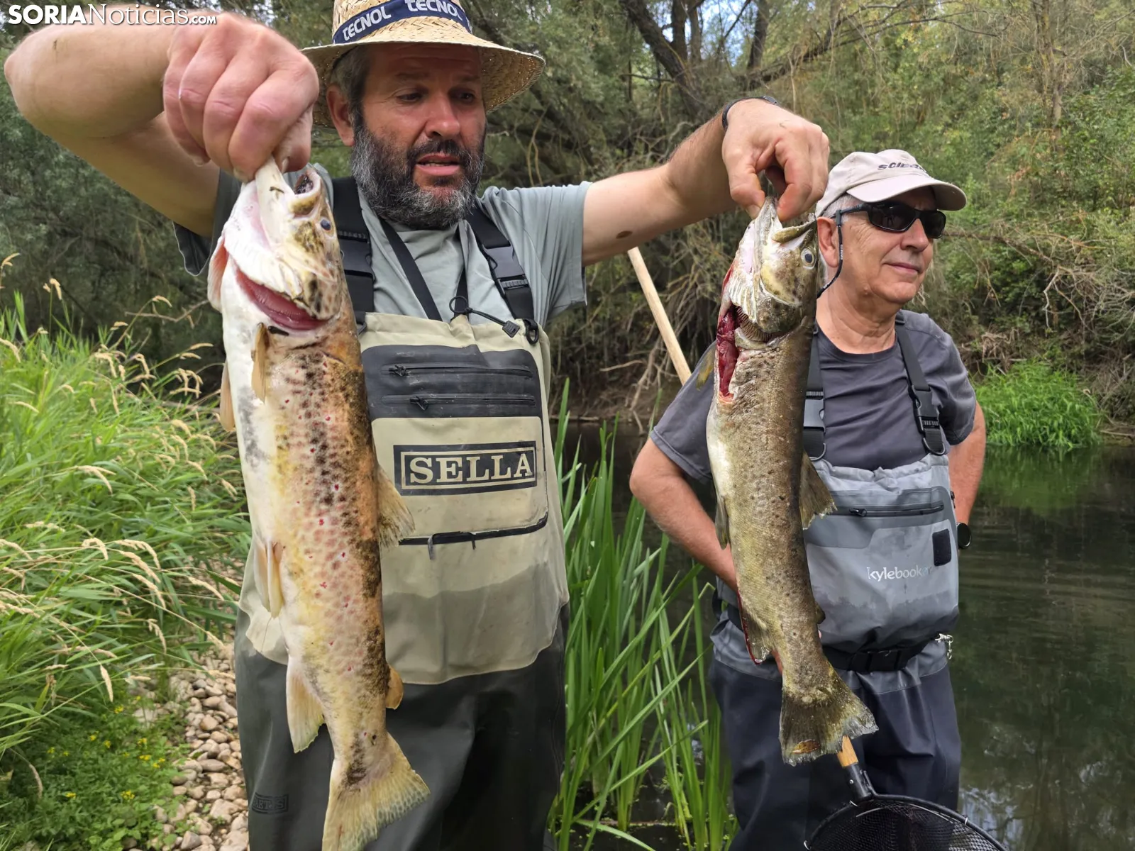 El Ucero vuelve a registrar una grave mortandad de peces cuatro años después del último vertido