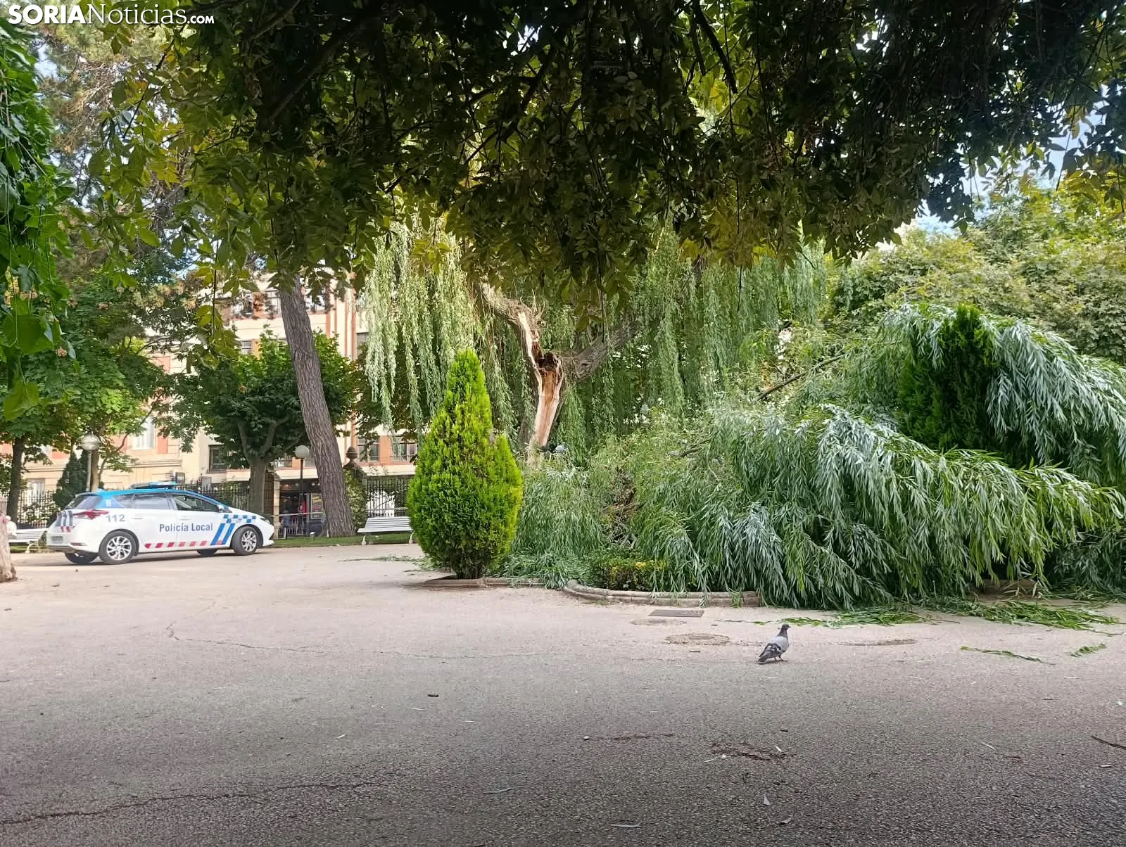 Foto 2 - Cae una gran rama de un &aacute;rbol en La Dehesa y obliga a acordonar la zona
