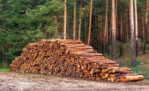 Almazán licita el aprovechamiento de madera de su pinar
