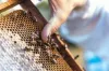Foto 1 - El abejaruco y la avispa asi&aacute;tica elevan la mortandad de abejas al 40%