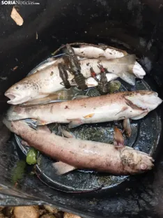 Imágenes cedidas por Río de la Vida
