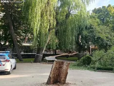 Foto 3 - Cae una gran rama de un &aacute;rbol en La Dehesa y obliga a acordonar la zona