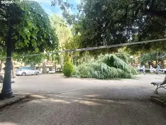 Foto 5 - Cae una gran rama de un &aacute;rbol en La Dehesa y obliga a acordonar la zona