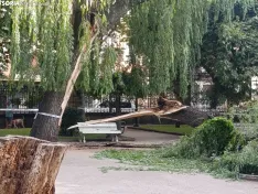 Foto 4 - Cae una gran rama de un &aacute;rbol en La Dehesa y obliga a acordonar la zona