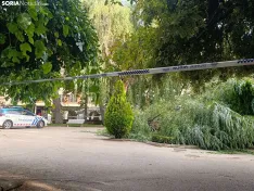 Foto 7 - Cae una gran rama de un &aacute;rbol en La Dehesa y obliga a acordonar la zona