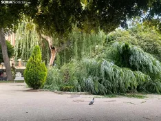 Foto 6 - Cae una gran rama de un &aacute;rbol en La Dehesa y obliga a acordonar la zona