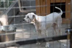Protectora de Animales Redención