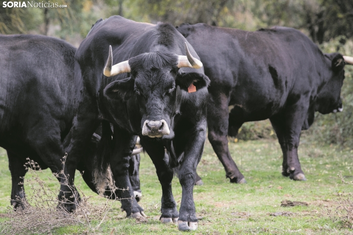 Castilla y León blinda la pureza de sus razas ganaderas con 2 M&euro;
