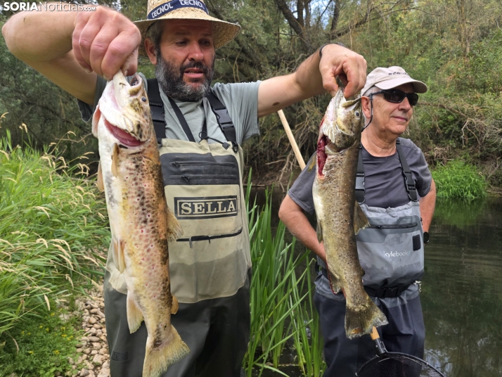 El Ucero vuelve a registrar una grave mortandad de peces cuatro años después del último vertido