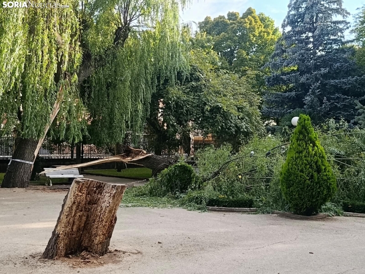 Cae una gran rama de un árbol en La Dehesa y obliga a acordonar la zona