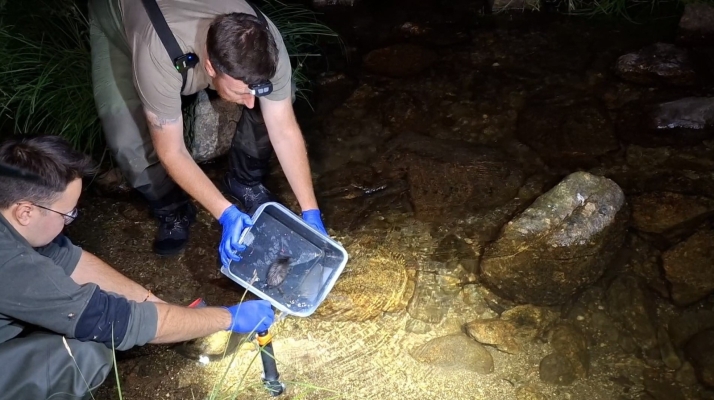 El plan para salvar al desmán ibérico de la extinción en el Duero