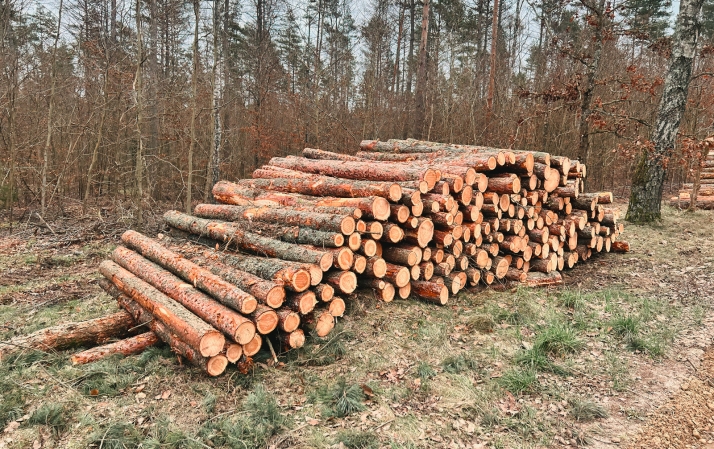 Medio Ambiente abre el plazo para solicitar los aprovechamientos forestales de 2027