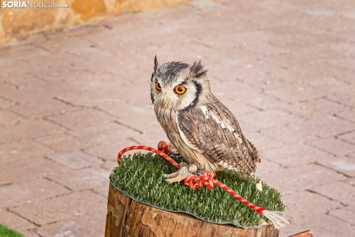 Mercado Medieval San Esteban De Gormaz 2026./ Viksar >Fotografía