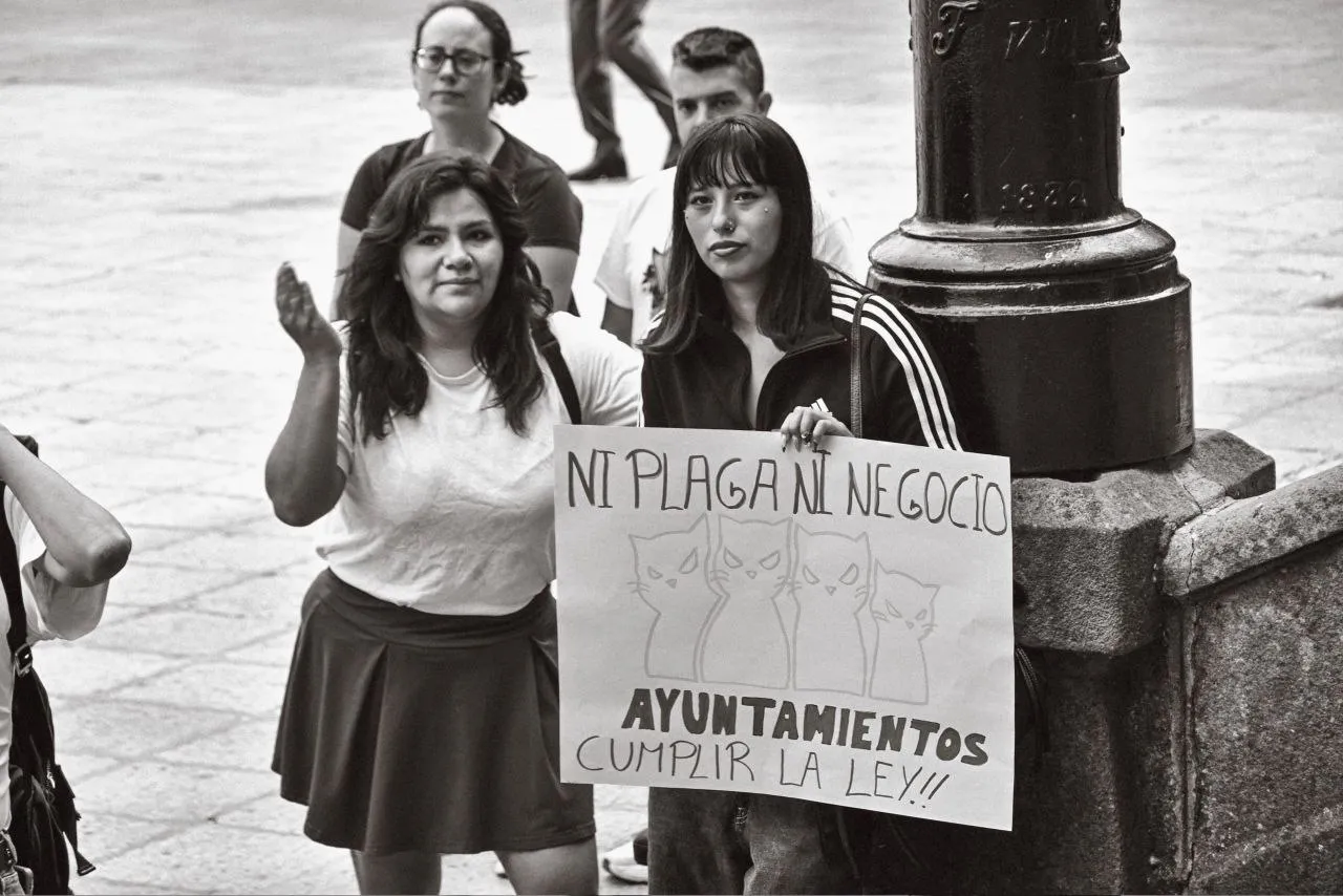 Foto 2 - La privatizaci&oacute;n en la gesti&oacute;n de las colonias felinas desata la indignaci&oacute;n de las protectoras