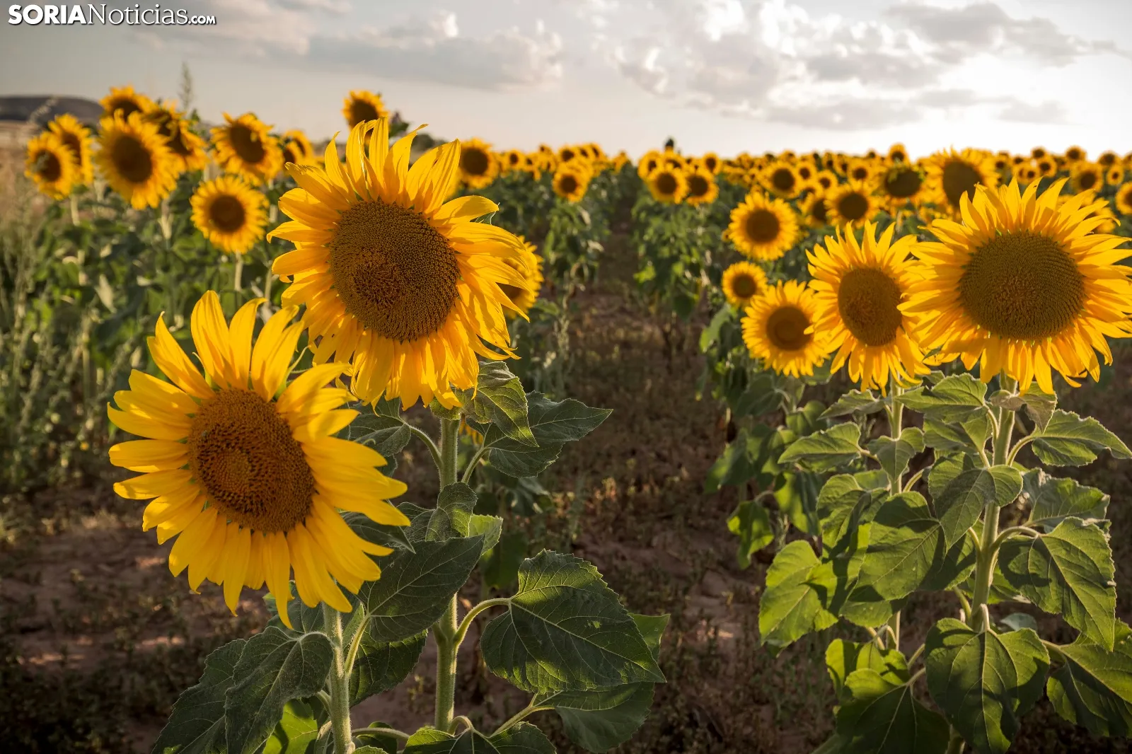 CAmpo de girasoles en la provincia. /SN