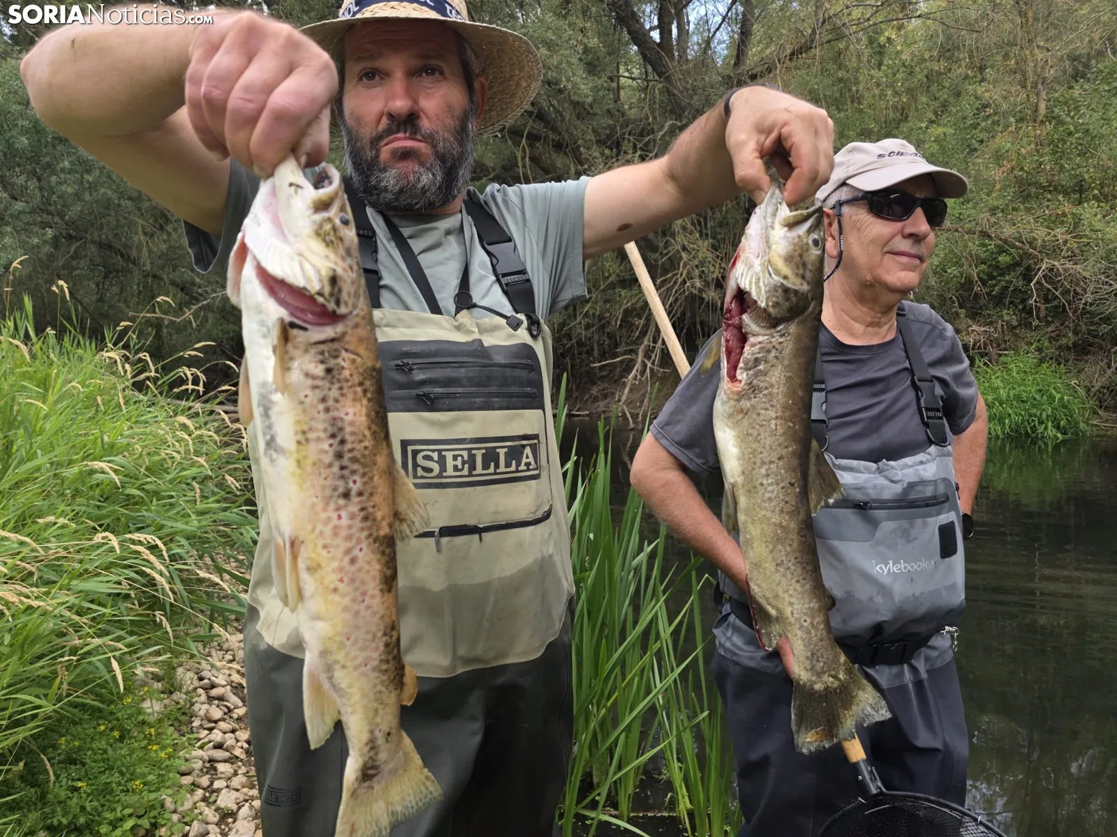 Imágenes de peces muertos en el río Ucero este verano