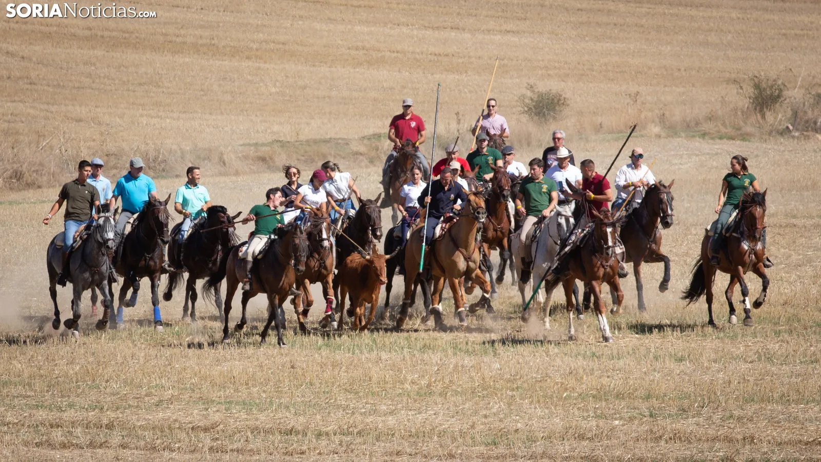 GALERÍA | Ólvega celebra su tradicional Saca