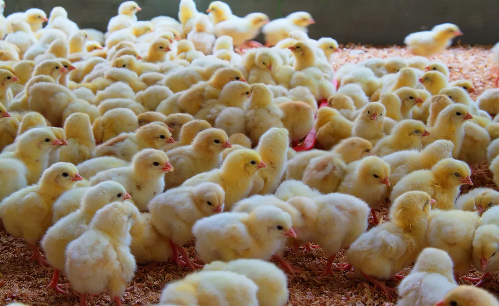 Foto 1 - Una granja de San Esteban pasar&aacute; de criar 47.500 pavos a 113.161 pollos