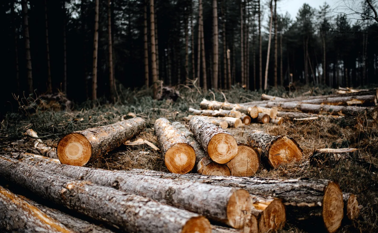 Foto 1 - Una subasta de madera en San Leonardo de Yag&uuml;e generar&aacute; m&aacute;s de 96.000 euros