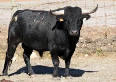 Los novillos de Antonio Bañuelos