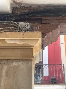 Una paloma muerta atrapada en los soportales de El Collado a la altura del número 22. | SN