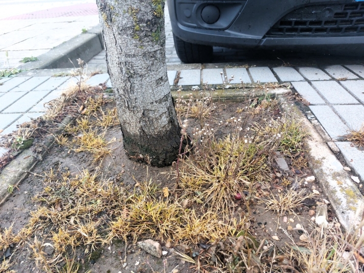 ASDEN propone limitar herbicidas y podas en el nuevo pliego de parques y jardines