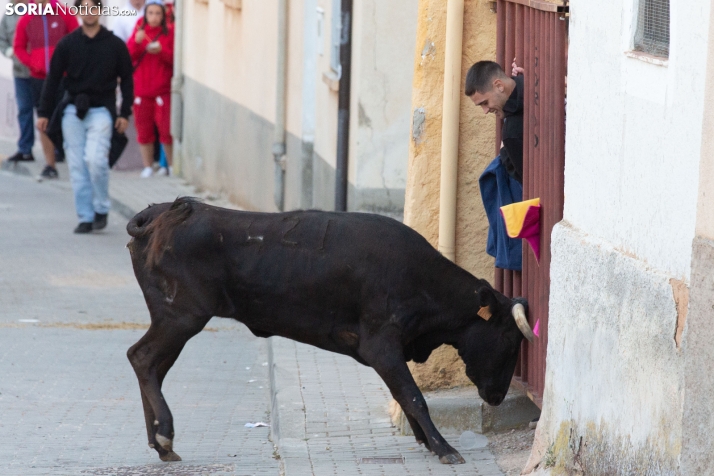 GALERÍA | Encierro Arcos de Jalón 2026