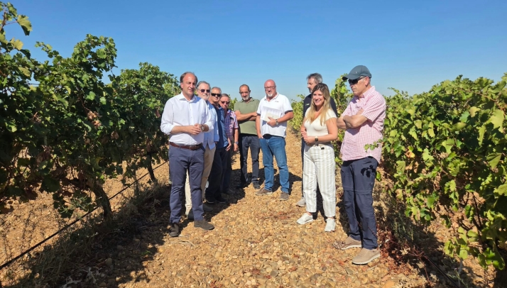 El incremento de los costes laborales y de los fertilizantes eleva el precio de producción del viñedo en Rueda