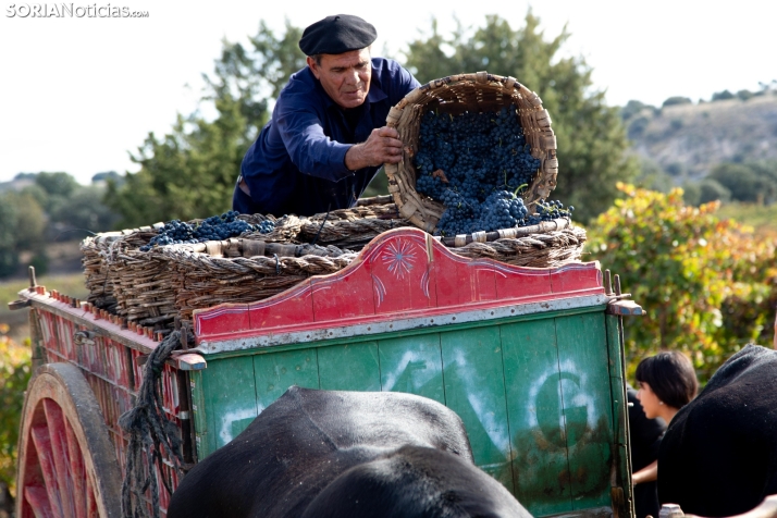 Pisado de uva, mercado tradicional y espectáculos: Langa de Duero celebra sus XXVIII Jornadas de la Vendimia