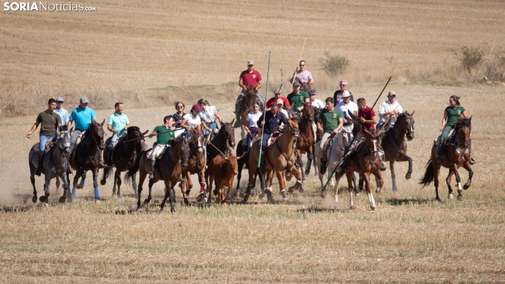 GALERÍA | Ólvega celebra su tradicional Saca