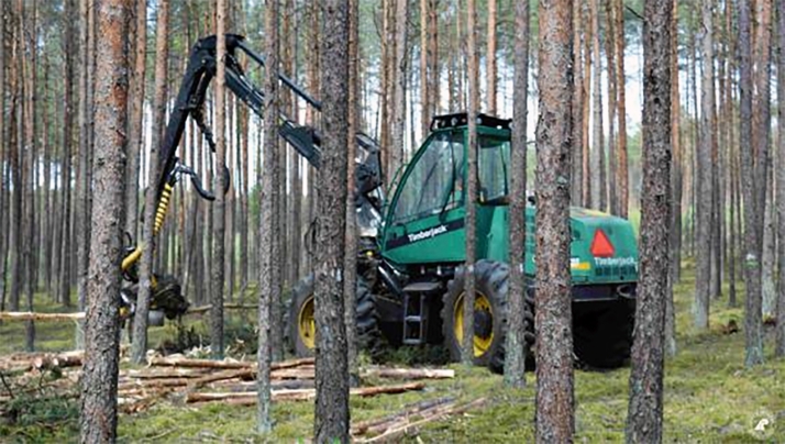 Dos nuevas licitaciones forestales en Covaleda para extraer pinos secos y caídos
