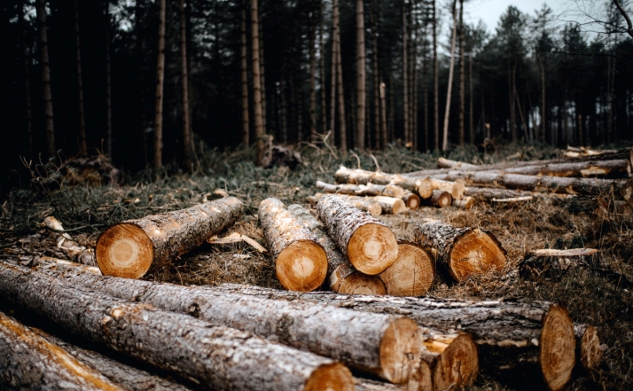 Una subasta de madera en San Leonardo de Yagüe generará más de 96.000 euros