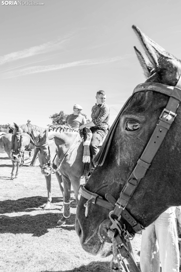 II Romería de El Valle 2026./ Viksar Fotografía