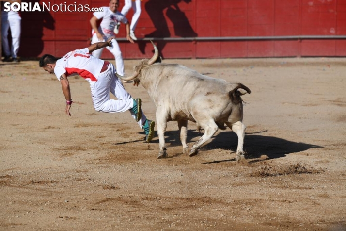 Ágreda busca empresario para sus festejos taurinos de San Miguel