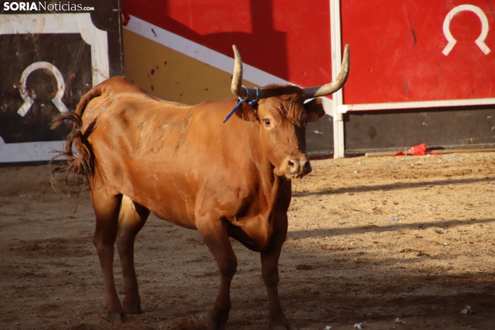 Una imagen de la tarde en la plaza de toros olvegueña. /Santos Gómez