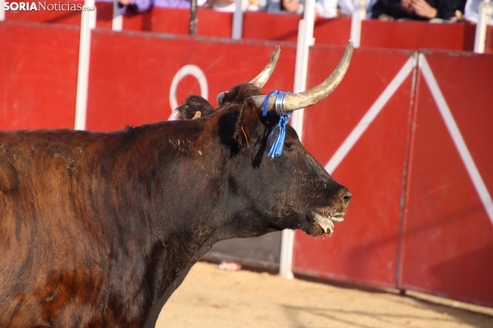 Una imagen de la tarde en la plaza de toros olvegueña. /Santos Gómez