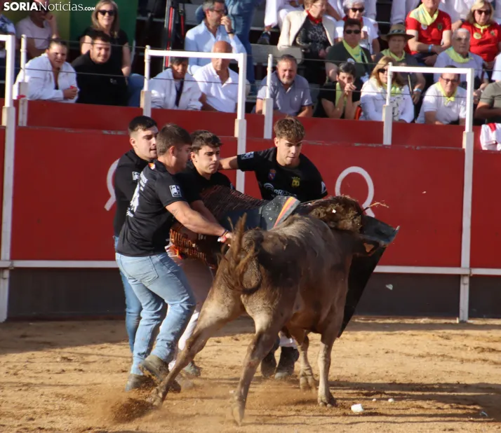 Una imagen de la tarde en la plaza de toros olvegueña. /Santos Gómez