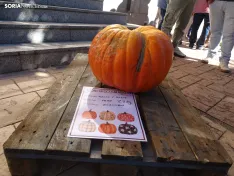 Una imagen del concurso sanestebeño. /PC