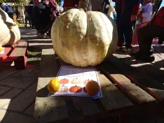 Una imagen del concurso sanestebeño. /PC