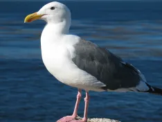 Gaviota