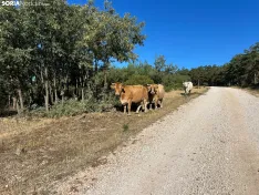 Foto 5 - Ruta: el mirador de Cabeza Alta y Duruelo