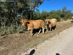Foto 7 - Ruta: el mirador de Cabeza Alta y Duruelo