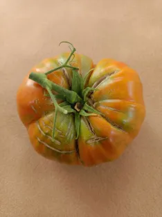 Foto 3 - Antonio Lario gana el concurso al tomate m&aacute;s gordo de Medinaceli con un ejemplar de 1.013 gramos